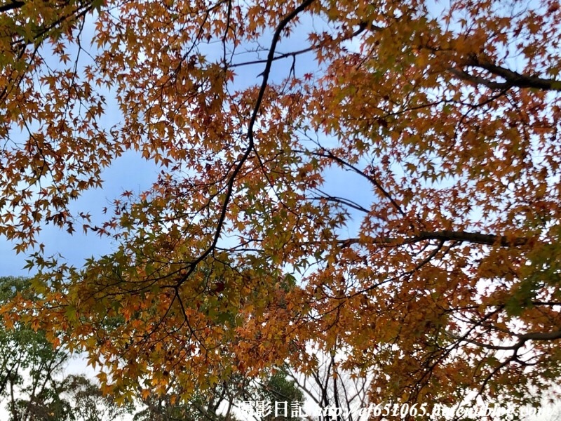 f:id:ef651065:20191201153647j:image