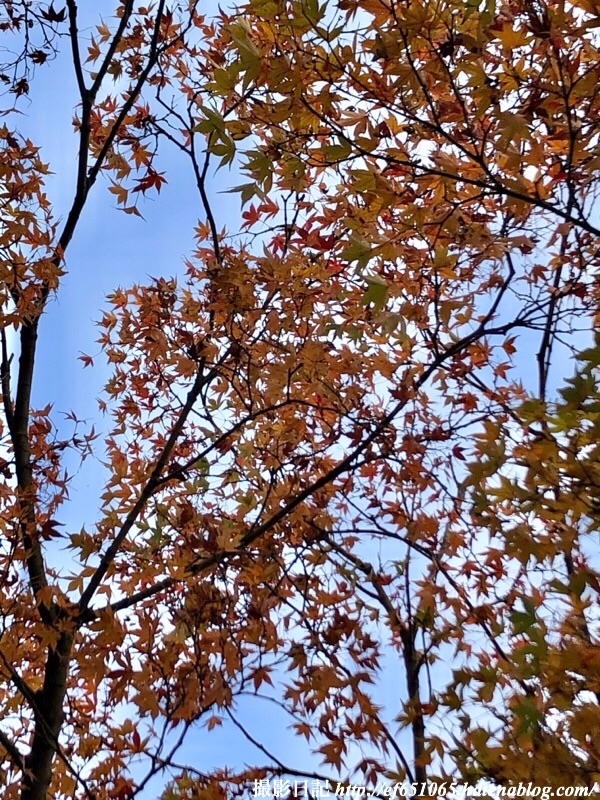 f:id:ef651065:20191201153650j:image
