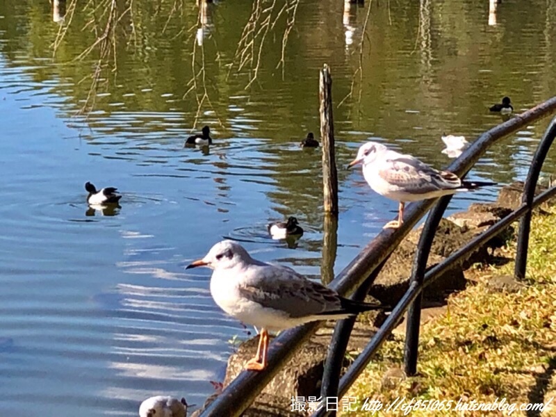 f:id:ef651065:20200218174809j:image
