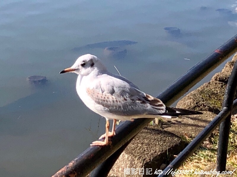 f:id:ef651065:20200218174827j:image