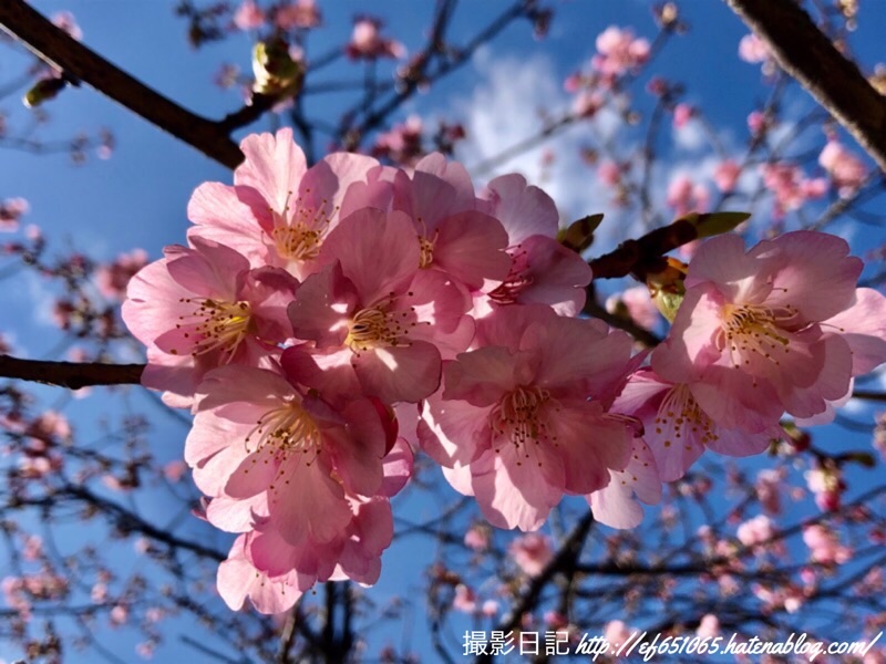 f:id:ef651065:20200218174835j:image