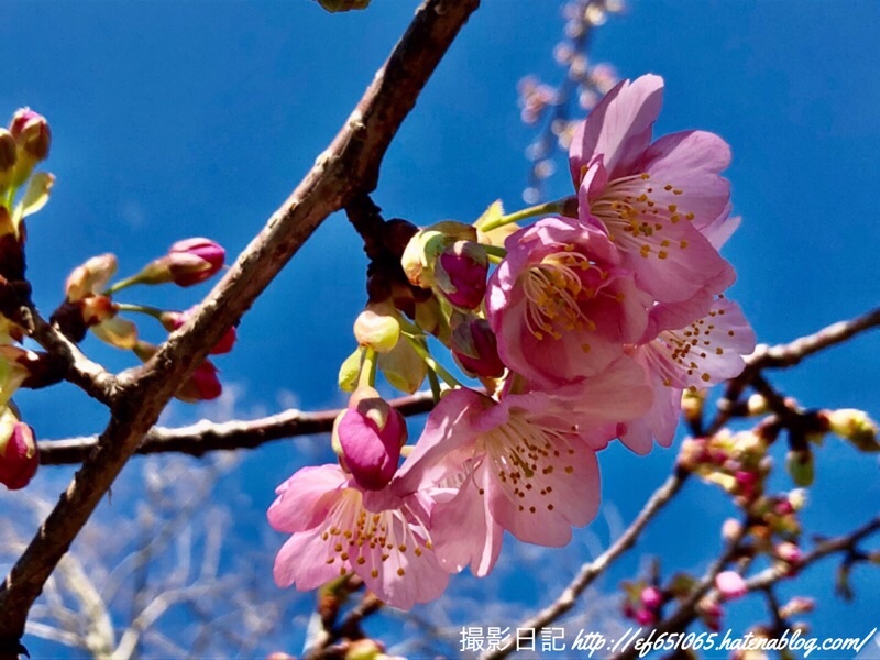 f:id:ef651065:20200218174839j:image