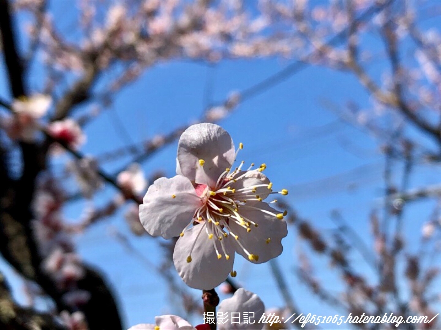 f:id:ef651065:20200306132655j:image