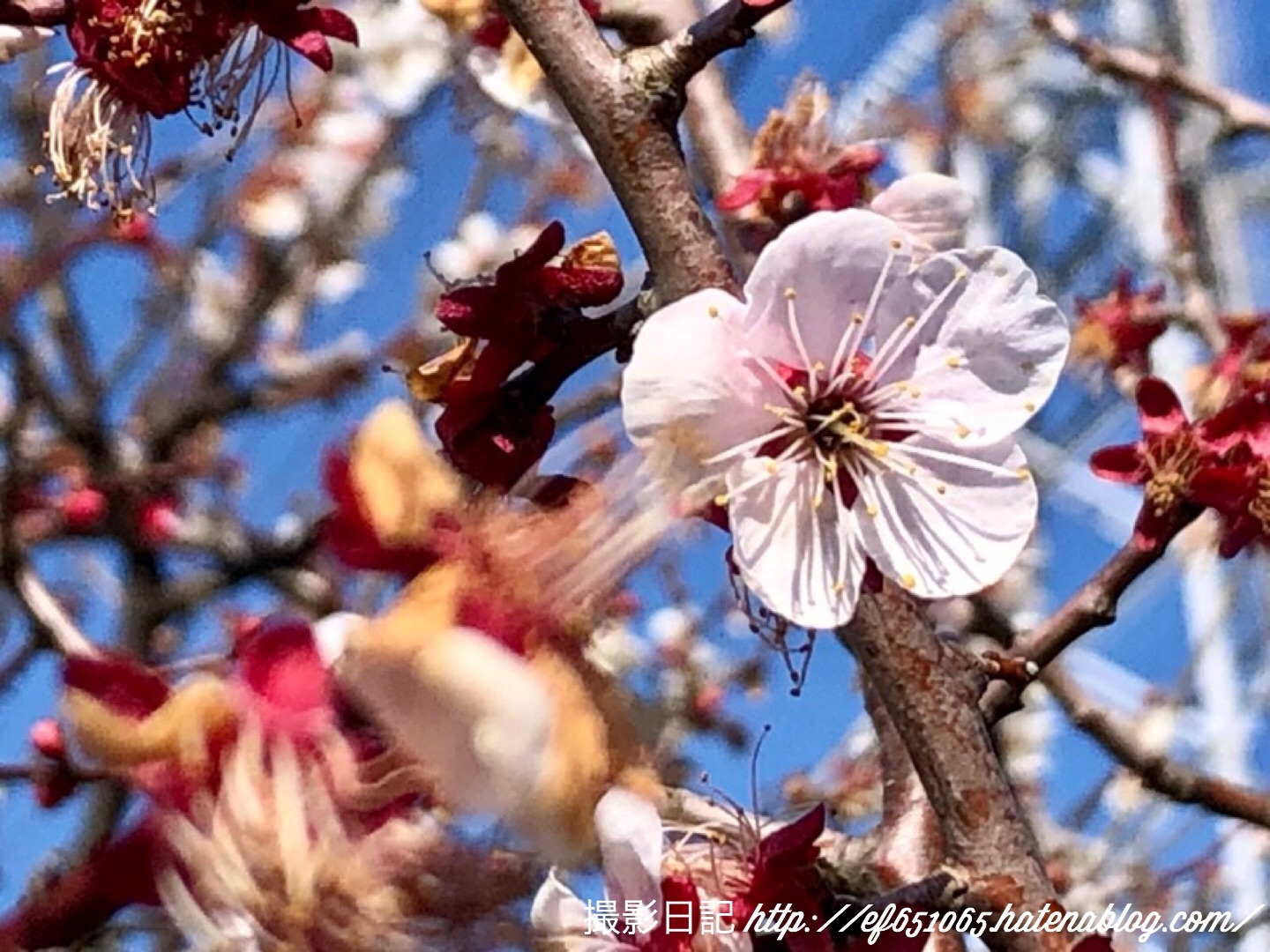 f:id:ef651065:20200306132701j:image