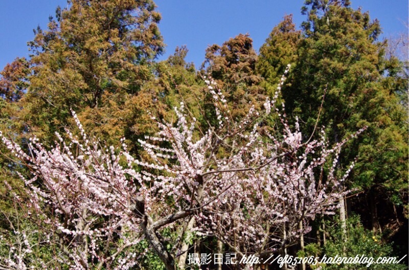 f:id:ef651065:20200306142559j:image