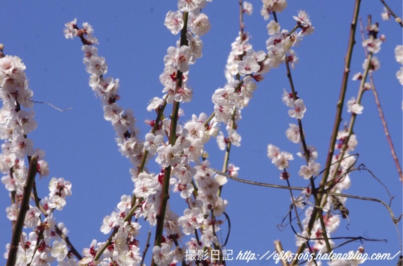 f:id:ef651065:20200306142603j:image