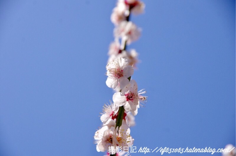 f:id:ef651065:20200306142607j:image