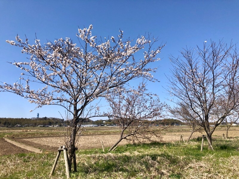 f:id:ef651065:20200325153326j:image