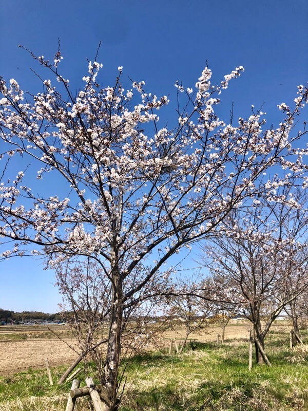 f:id:ef651065:20200325153329j:image