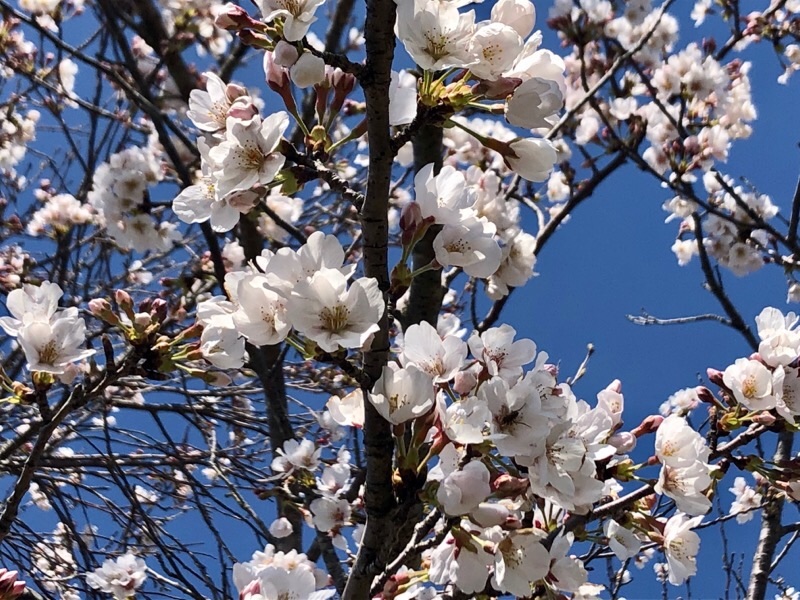 f:id:ef651065:20200325153347j:image
