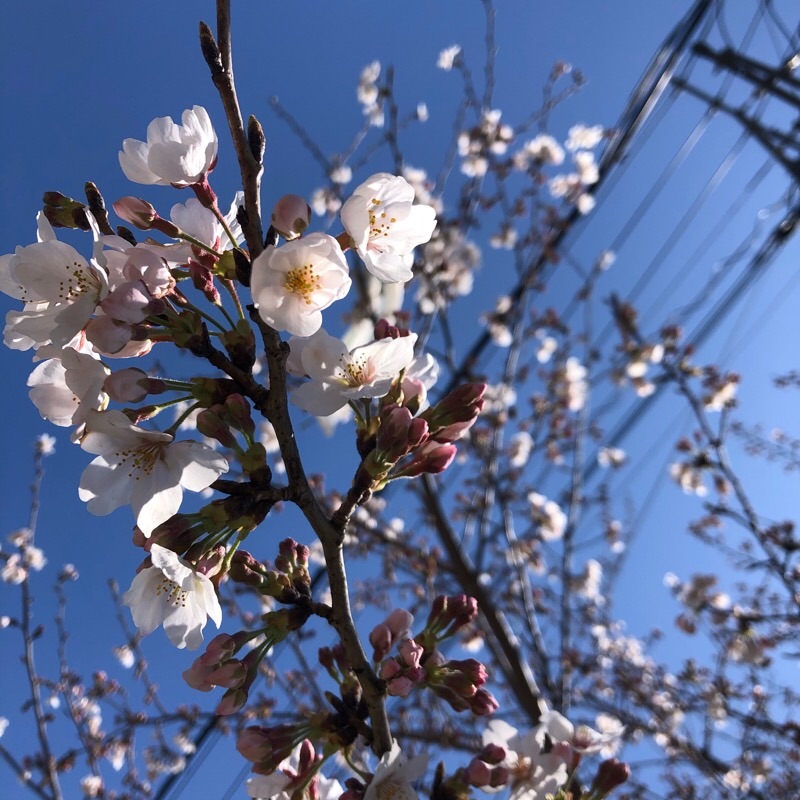 f:id:ef651065:20200325153404j:image