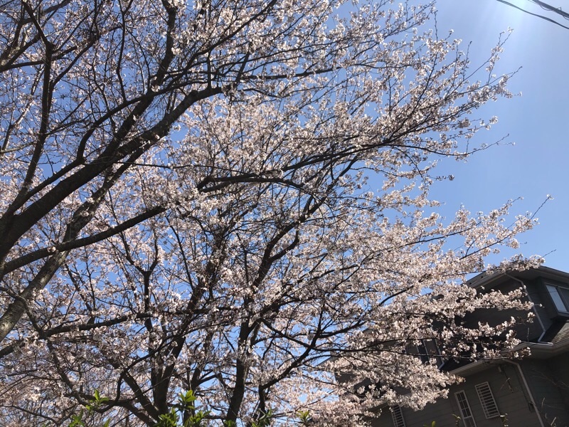 f:id:ef651065:20200325154033j:image