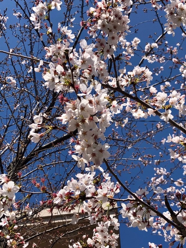 f:id:ef651065:20200325154036j:image