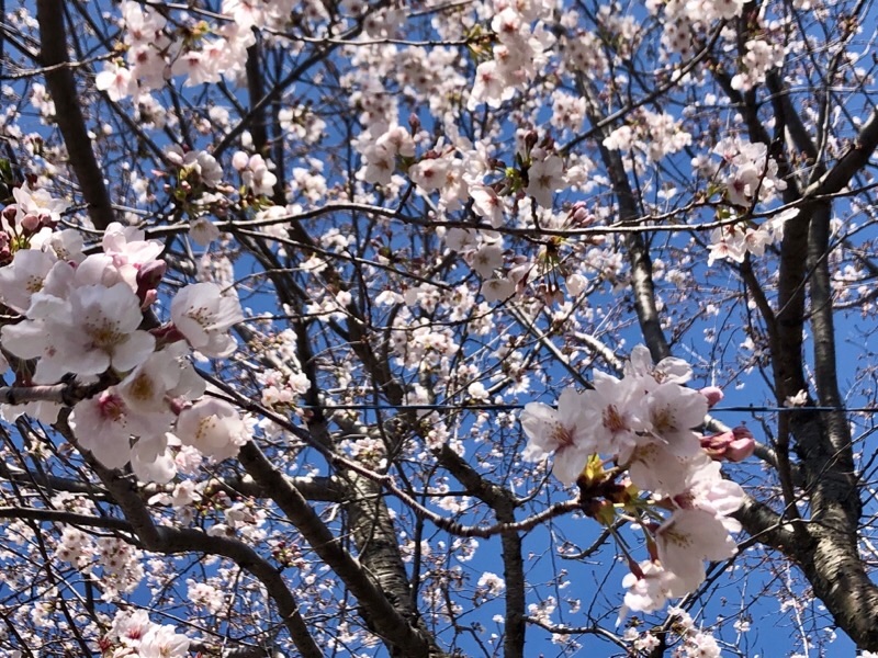 f:id:ef651065:20200325154039j:image