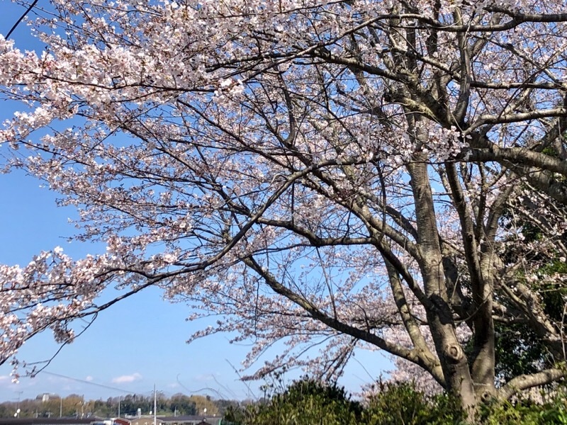 f:id:ef651065:20200325154043j:image