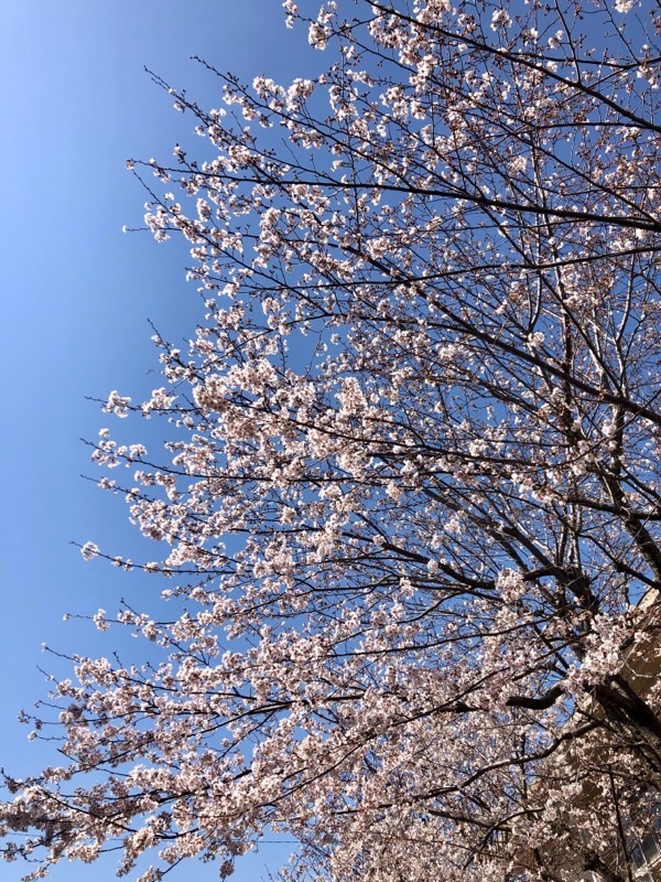 f:id:ef651065:20200325154050j:image