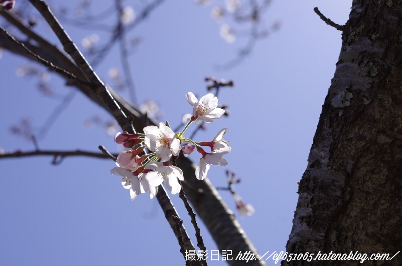 f:id:ef651065:20200325175823j:image