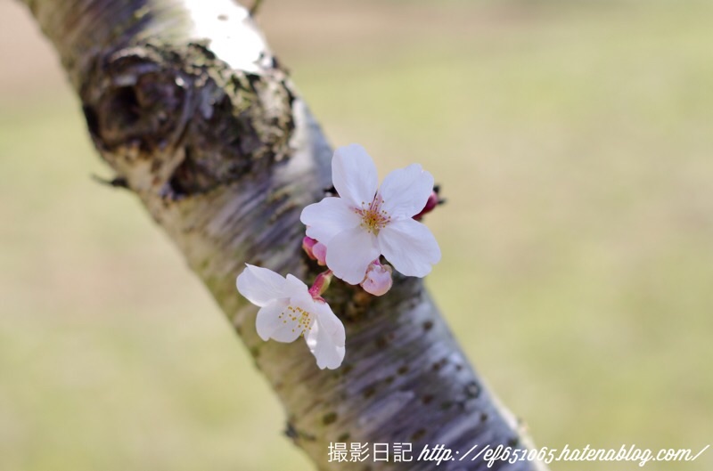 f:id:ef651065:20200325175826j:image