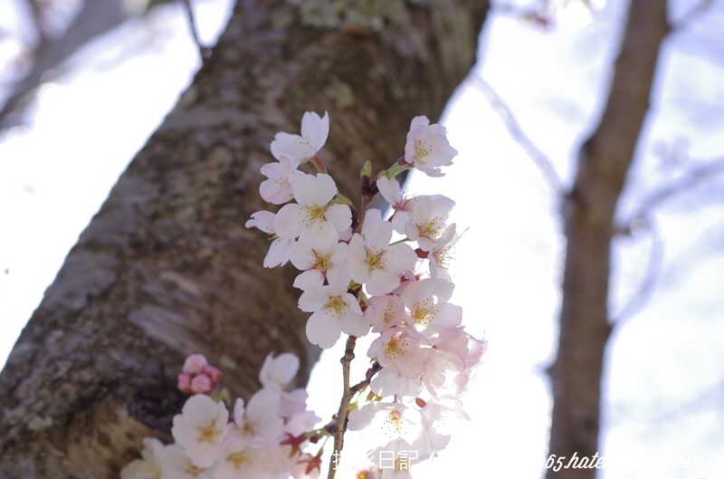 f:id:ef651065:20200325175839j:image