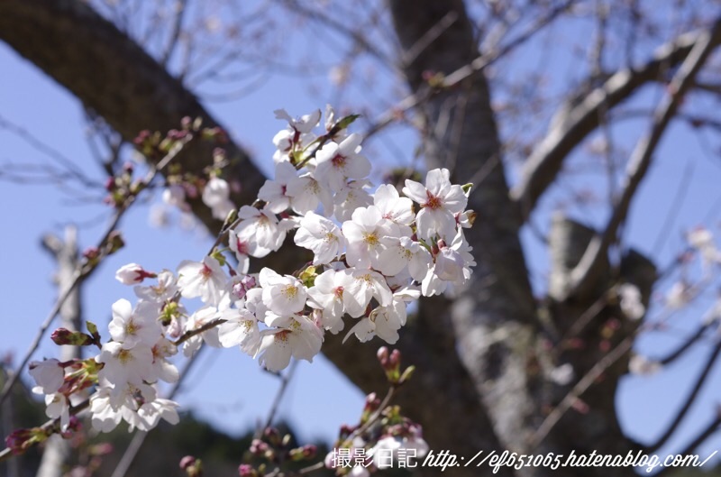f:id:ef651065:20200325175844j:image