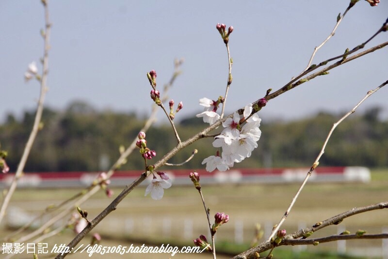 f:id:ef651065:20200326150346j:image