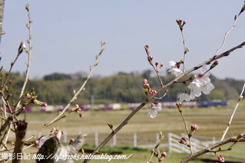 f:id:ef651065:20200326150349j:image