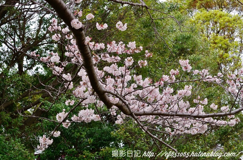 f:id:ef651065:20200331125007j:image