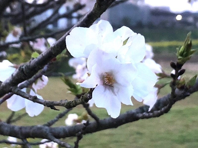 f:id:ef651065:20200405053953j:image