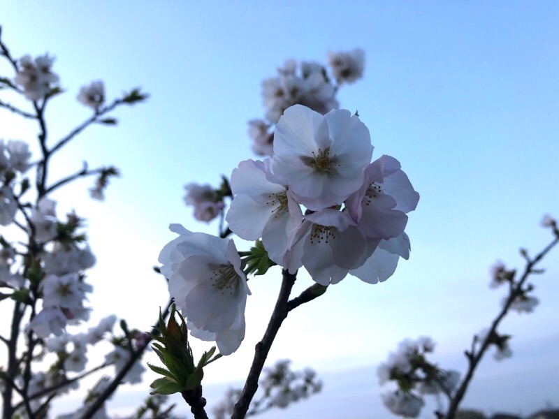 f:id:ef651065:20200405053956j:image