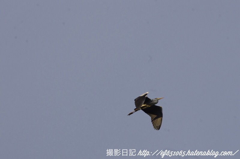 f:id:ef651065:20200530193809j:image
