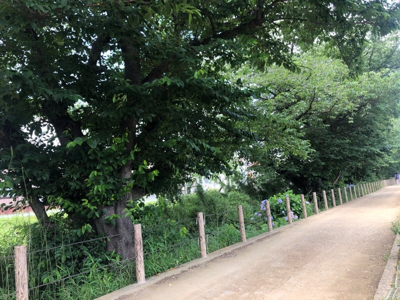 f:id:ef651065:20200608171805j:image