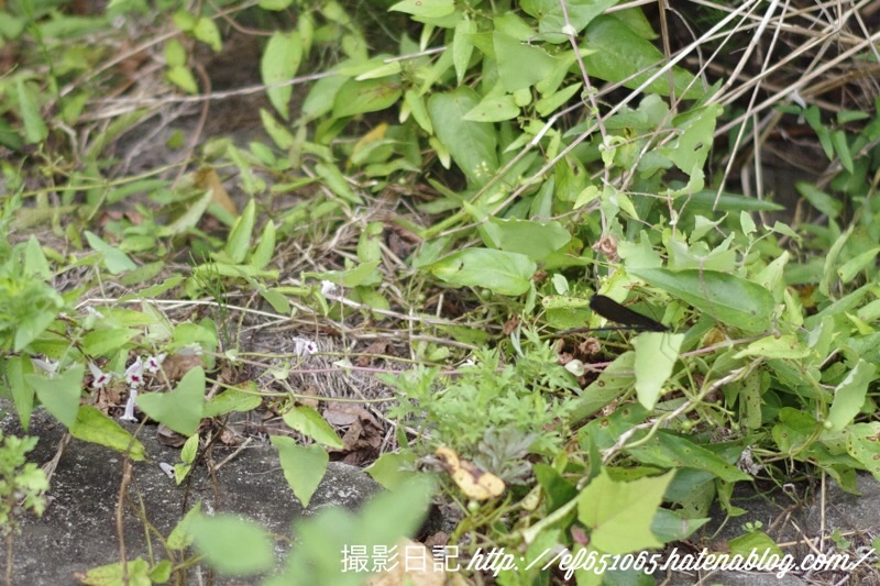 f:id:ef651065:20200808190312j:image