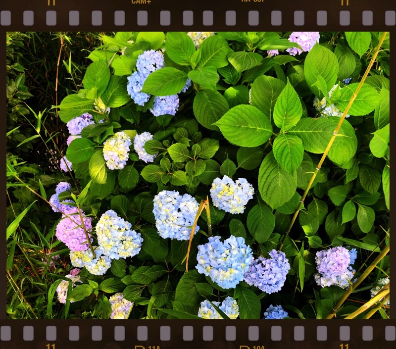 f:id:ef651065:20200809073615j:image