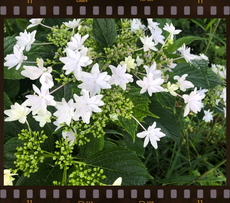 f:id:ef651065:20200809073618j:image
