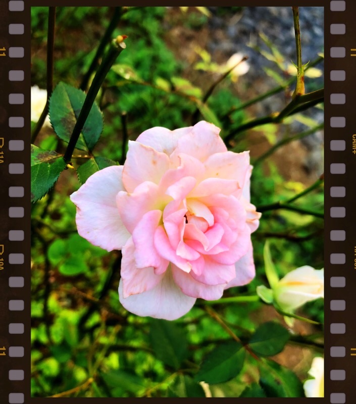 f:id:ef651065:20200809073628j:image