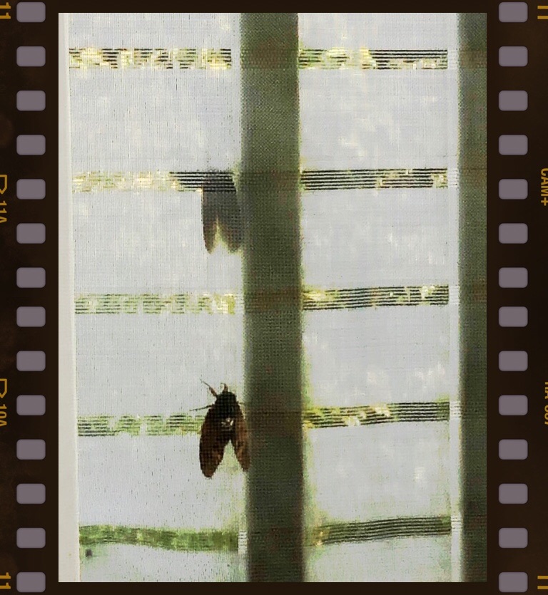 f:id:ef651065:20200809231725j:image