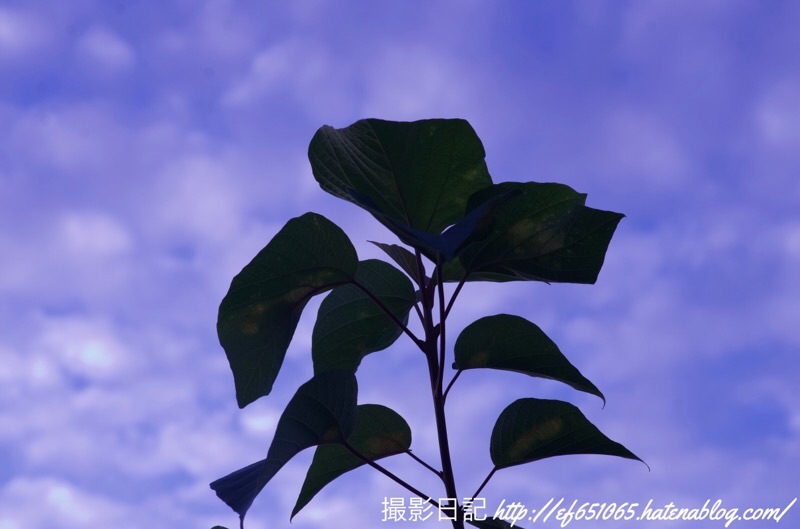f:id:ef651065:20200906065846j:image