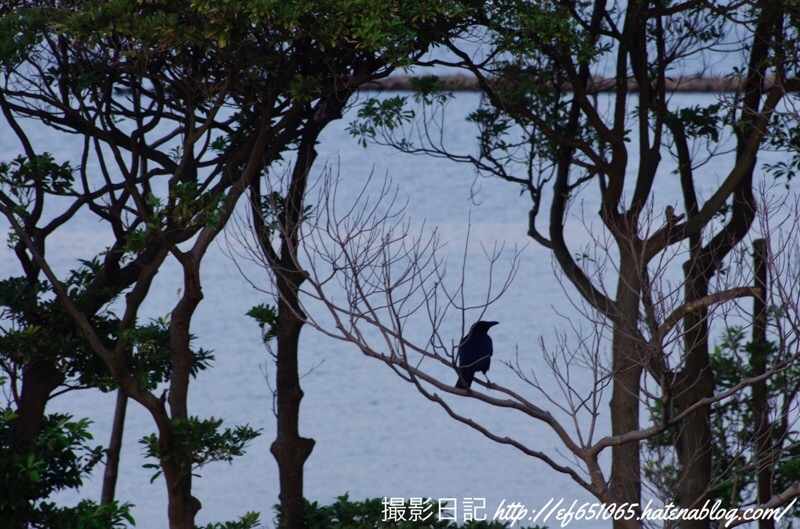 f:id:ef651065:20201031230108j:image