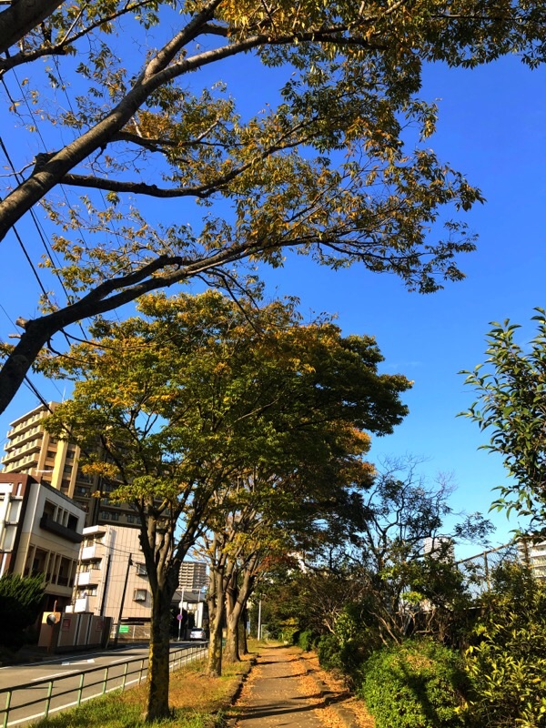 f:id:ef651065:20201113171657j:image