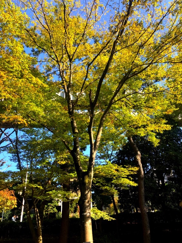 f:id:ef651065:20201114145424j:image