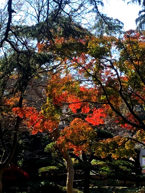 f:id:ef651065:20201114145434j:image