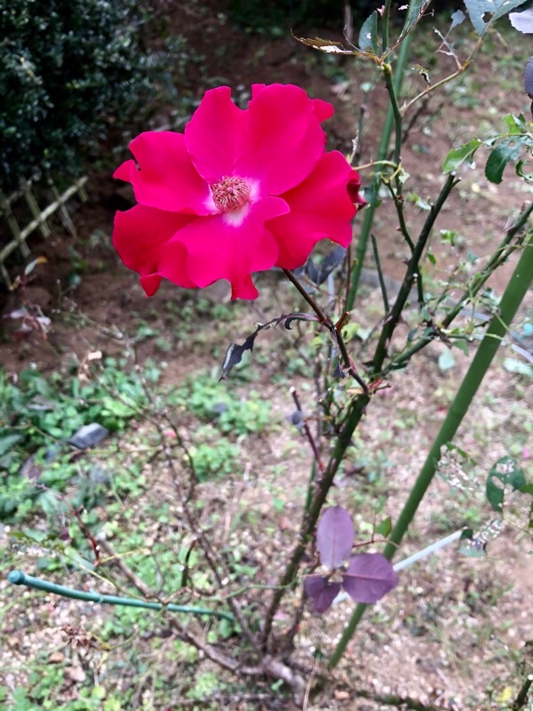f:id:ef651065:20201225041923j:image