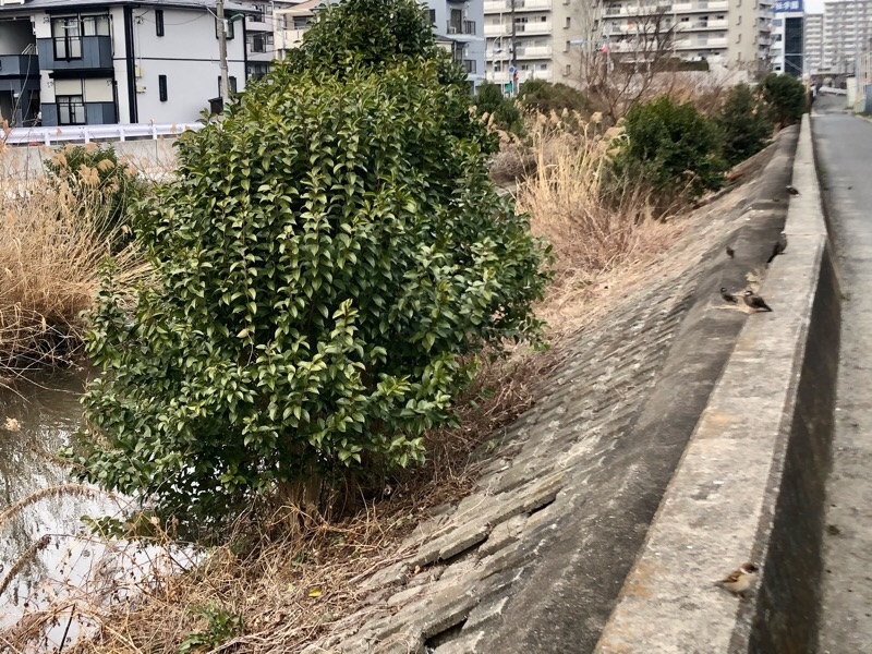 f:id:ef651065:20210212140607j:image