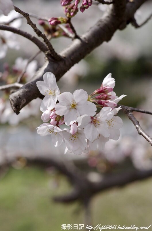 f:id:ef651065:20210319164421j:image