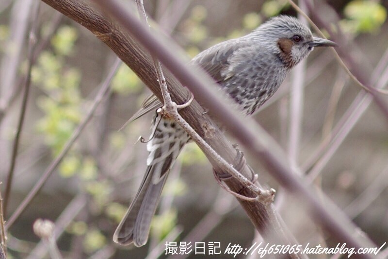 f:id:ef651065:20210319164424j:image