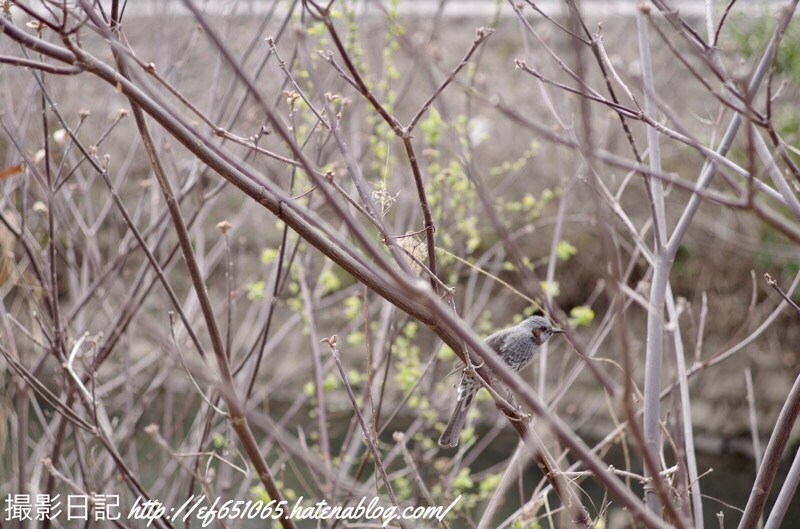 f:id:ef651065:20210319164427j:image