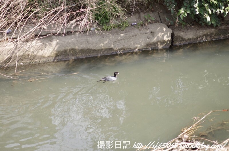 f:id:ef651065:20210319164442j:image