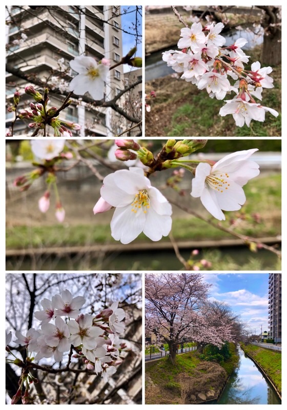 f:id:ef651065:20210320134756j:image