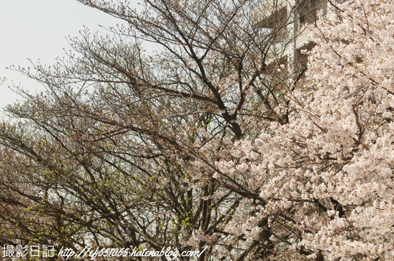 f:id:ef651065:20210324114645j:image