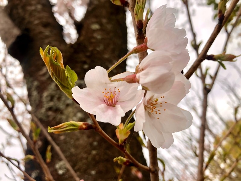 f:id:ef651065:20210328073045j:image